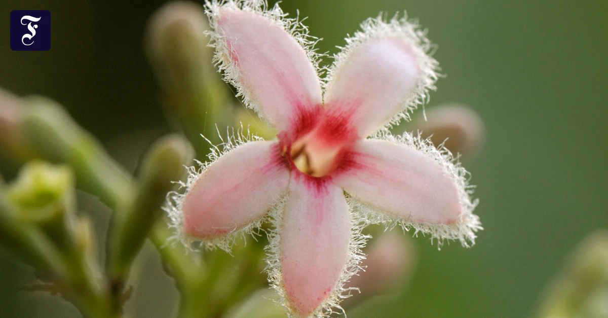 Malariamittel: Wie die Natur einen berühmten Bitterstoff herstellt