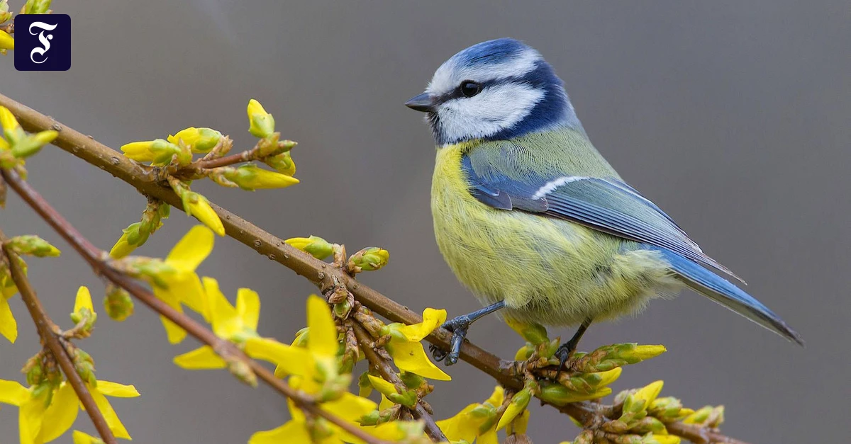 Vogelstimmen Per App Bestimmen Wer Piept Denn Da FAZ vogelstimmen-per-app-bestimmen-wer-piept-denn-da-faz