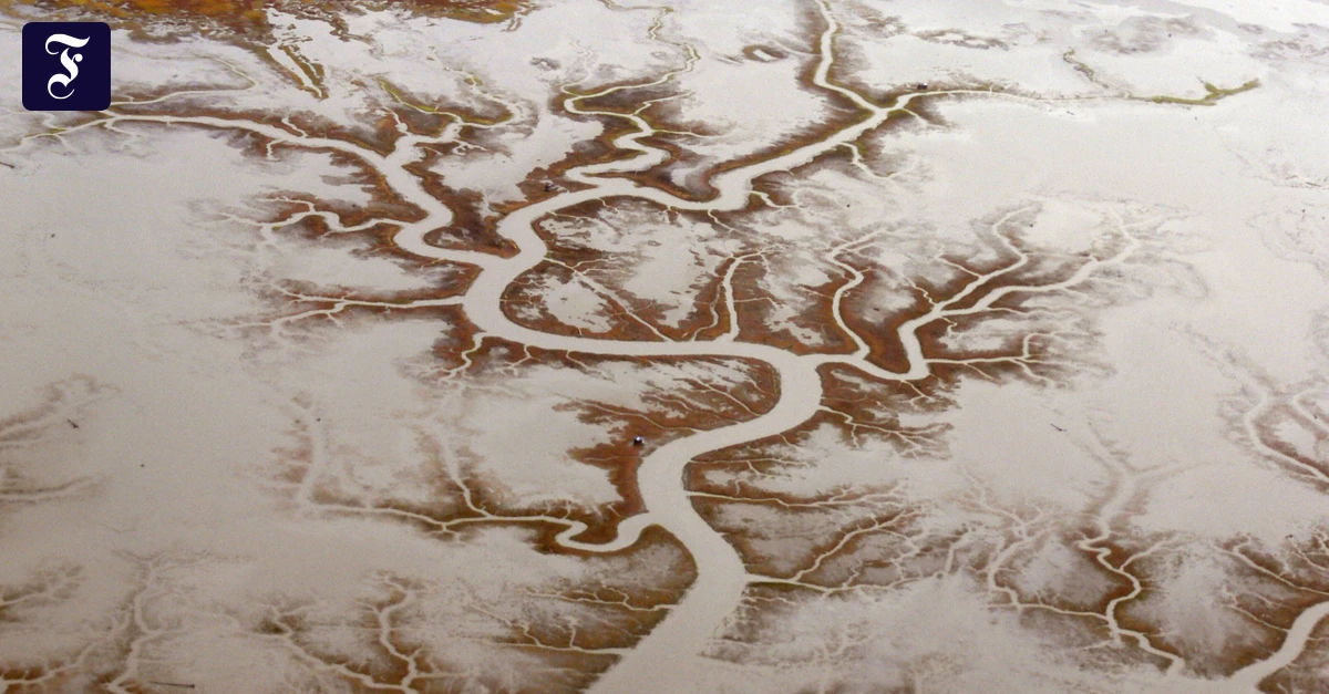 Doggerland: Was in Noahs Wäldern wuchs