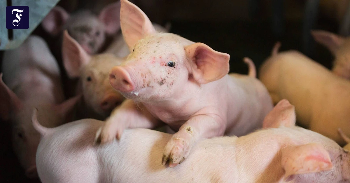 Landwirtschaft: Schweineleben | FAZ