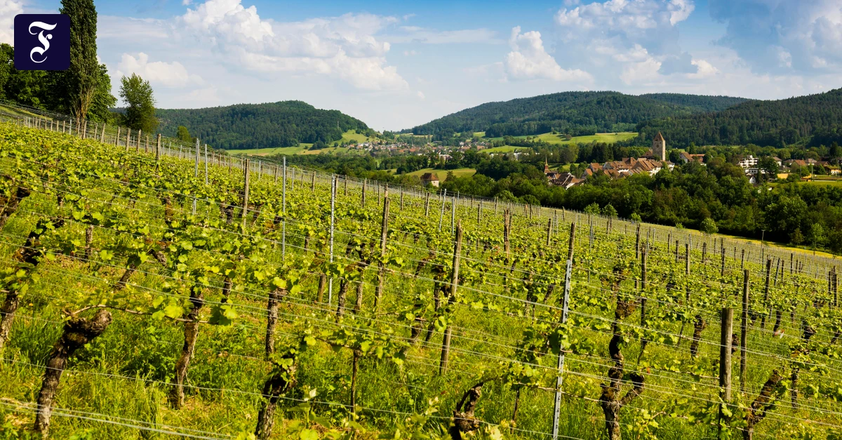 weine-aus-dem-aargau-f-r-jeden-anlass-die-richtige-wahl
