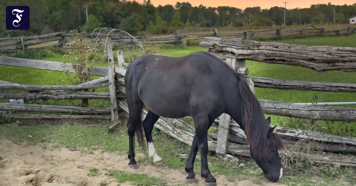 Spirit-Horses-Das-sind-keine-gew-hnlichen-Pferde