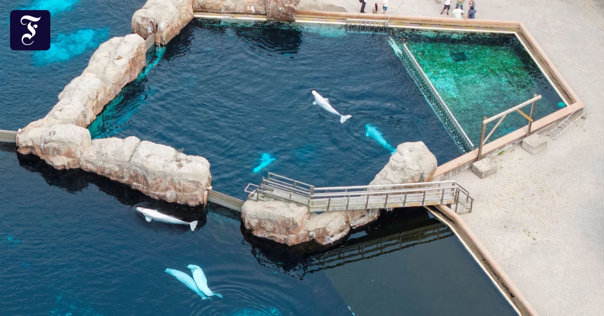Nach Park-Schließung: Kanadische Belugas finden neues Zuhause in Spanien und den USA