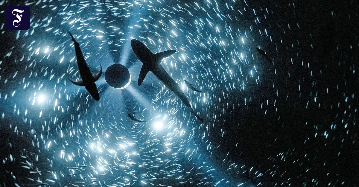 Ausstellung „Midnight Zone“: Tanz mit mir in die Tiefsee