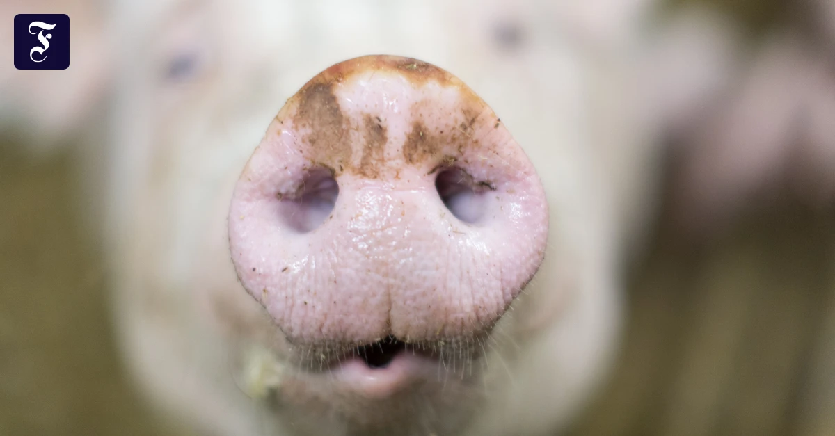 Hünfelden: 30 Schweine sterben bei Stallbrand