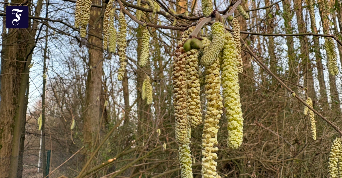 Haselnuss und Erle: Der Pollenflug hat die Allergiker bereits im Griff