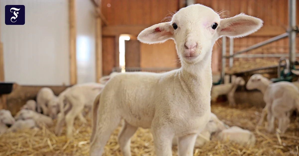 Bio-Schafsk-serei-Naturschutz-mit-den-Schafen-vom-Kapellenhof