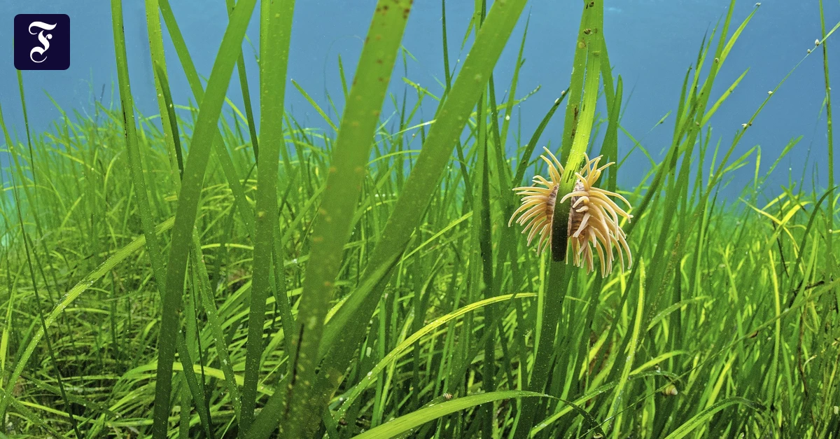 Klimaschutz-Wie-man-Seegraswiesen-aufsp-rt