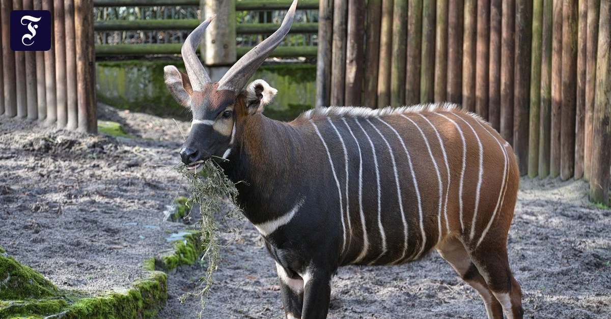 Auswilderung von Bongo-Antilope: Ein Frankfurter soll den Genpool auffrischen