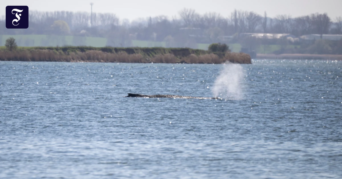 How is the stranded whale doing?