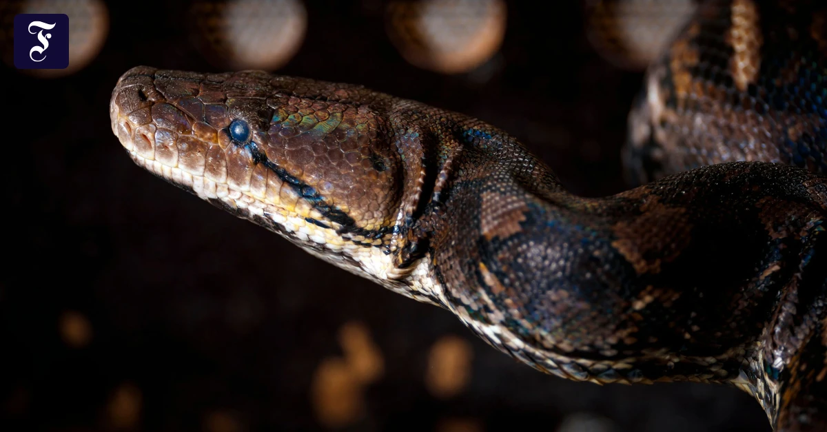 Byron Bay in Australien: Fünfjähriger überlebt Angriff einer Python | FAZ
