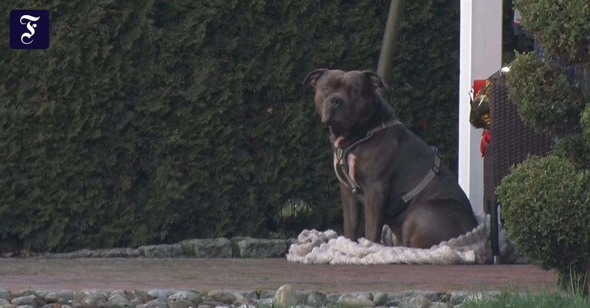 American Bully XL: Herrchen totgebissen – Hund darf weiterleben