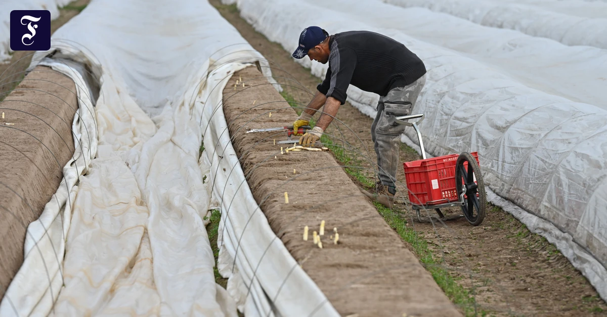 Ernte hat begonnen: Deutschland startet in die Spargelsaison