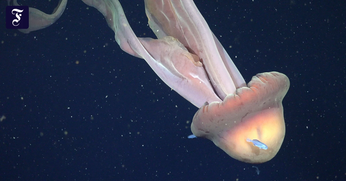 In-Argentinischer-Tiefsee-Forscher-filmen-Qualle-von-der-Gr-e-eines-Schulbusses-