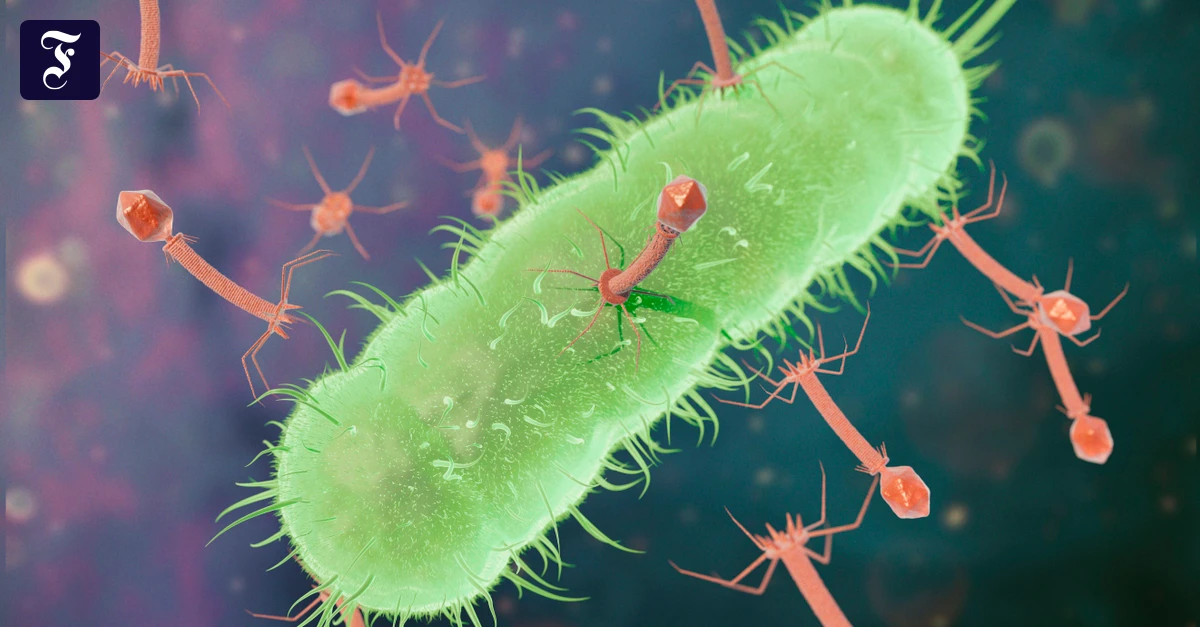 Phagentherapie-Wenn-Antibiotika-nicht-mehr-wirken-k-nnten-Viren-helfen