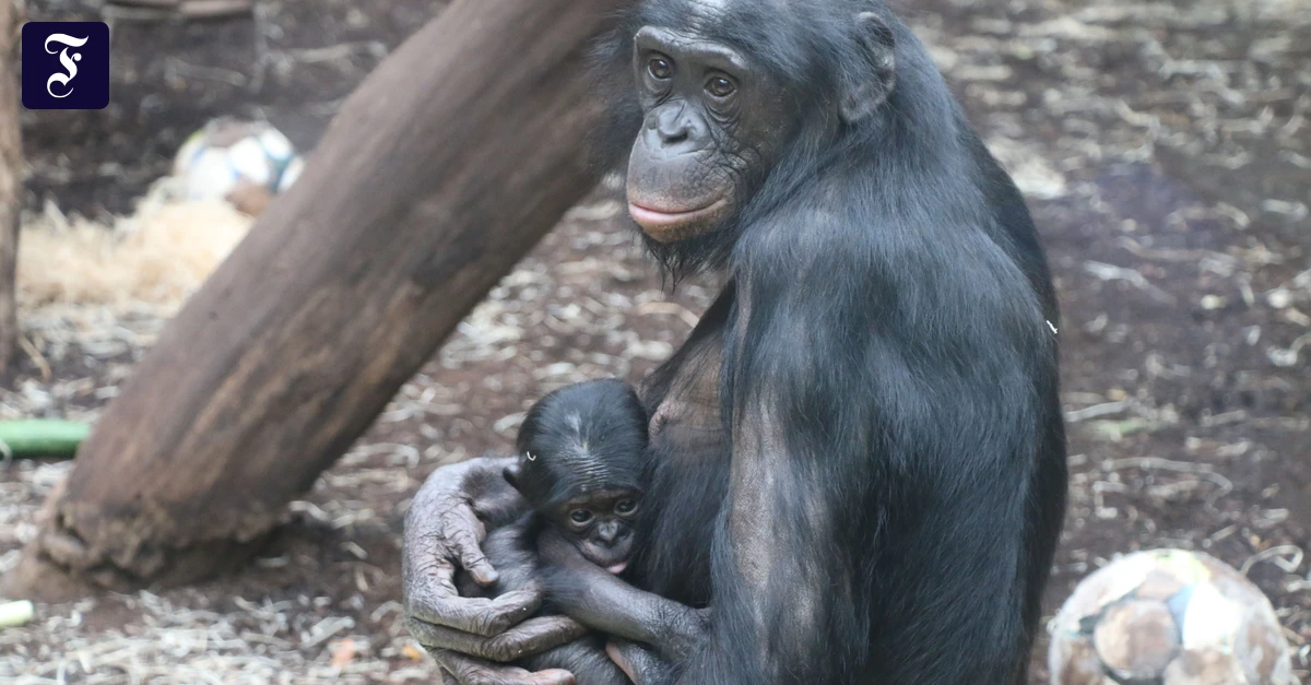 Rhein-Main-Liveblog-Bonobo-Nachwuchs-im-Frankfurter-Zoo