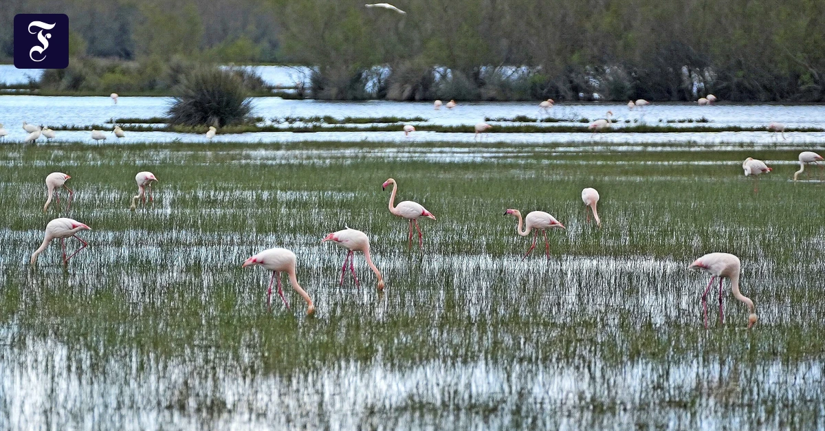 Doñana-Nationalpark: Ein Paradies erwacht nach jahrelanger Dürre wieder zum Leben