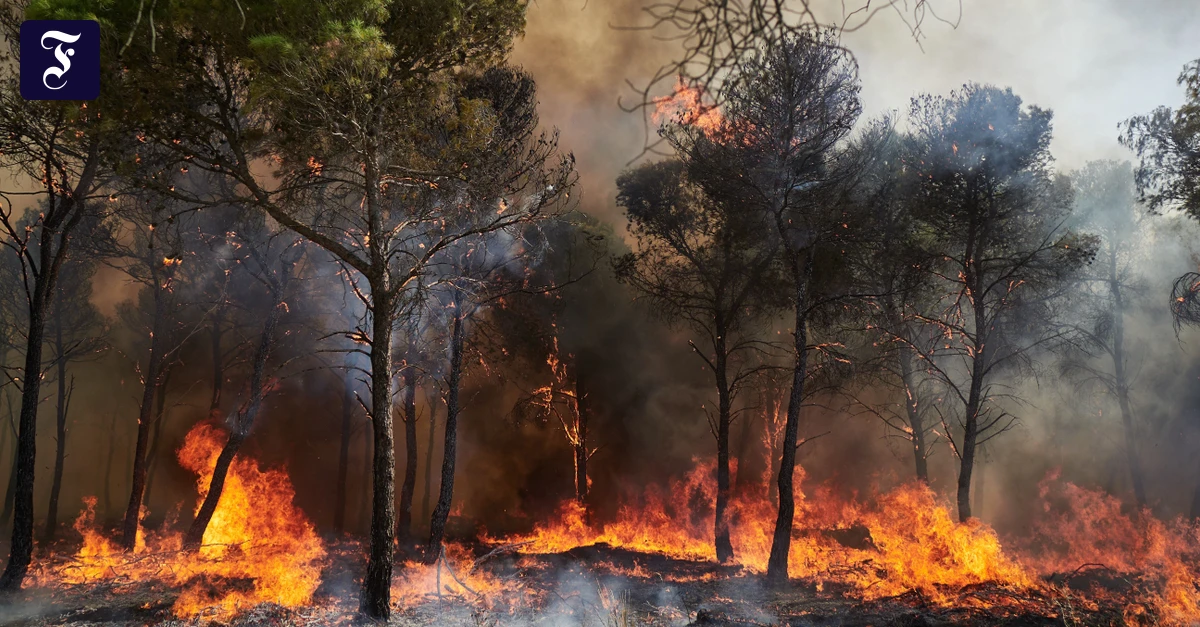 Bislang keine Evakuierungen: Waldbrand in Spanien zerstört rund 2.200 Hektar