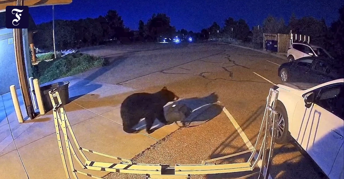 Record Bear Sightings In Colorado Driven By Drought - News Directory 3
