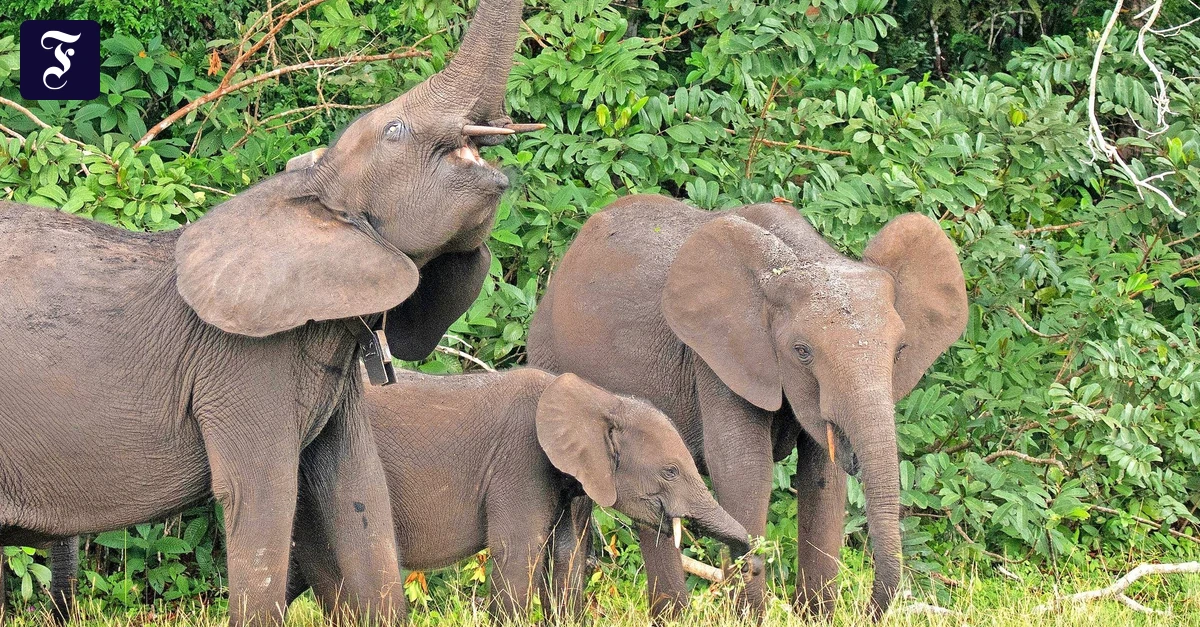 Artensterben-Elefanten-als-F-rster