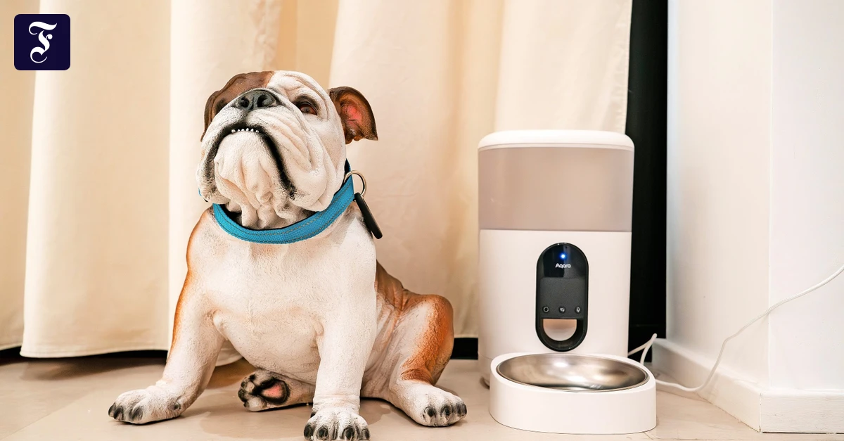 Samsungs-Smarter-Showroom-Wenn-das-Handy-mit-dem-Futternapf-spricht