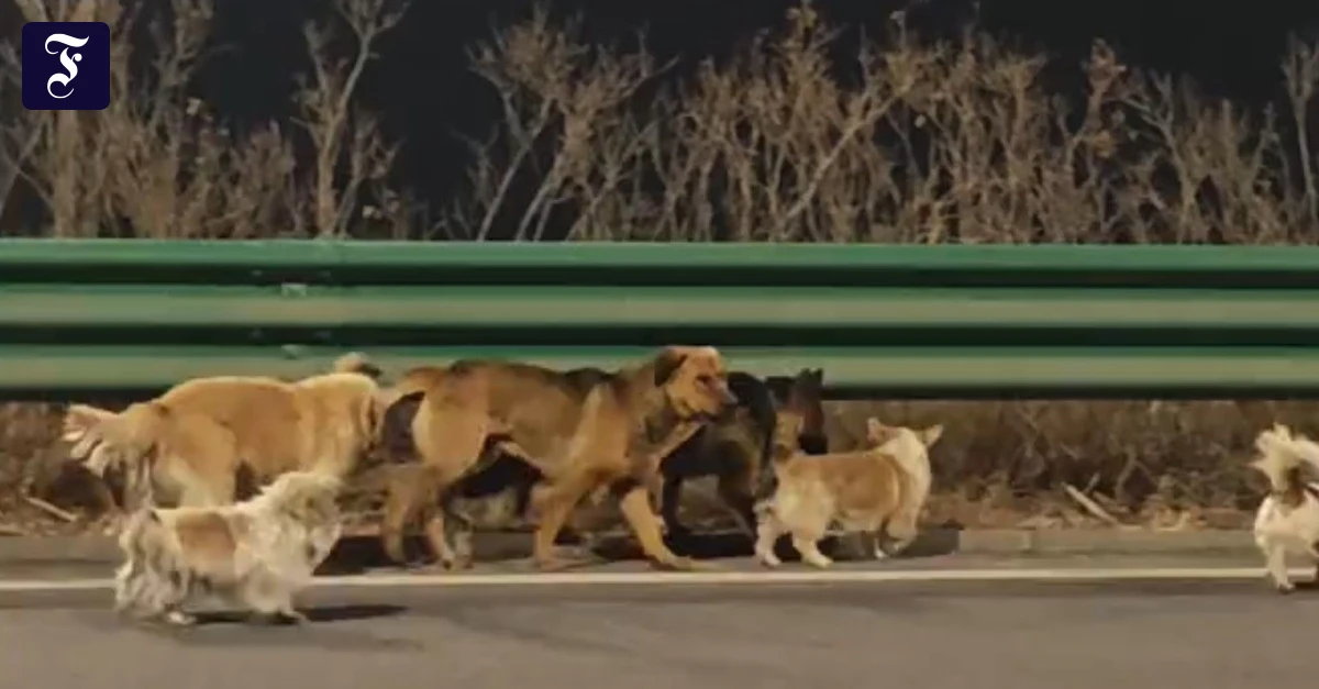 Hundebande auf der Flucht?: Was steckt hinter diesem viralen Hunde-Video?