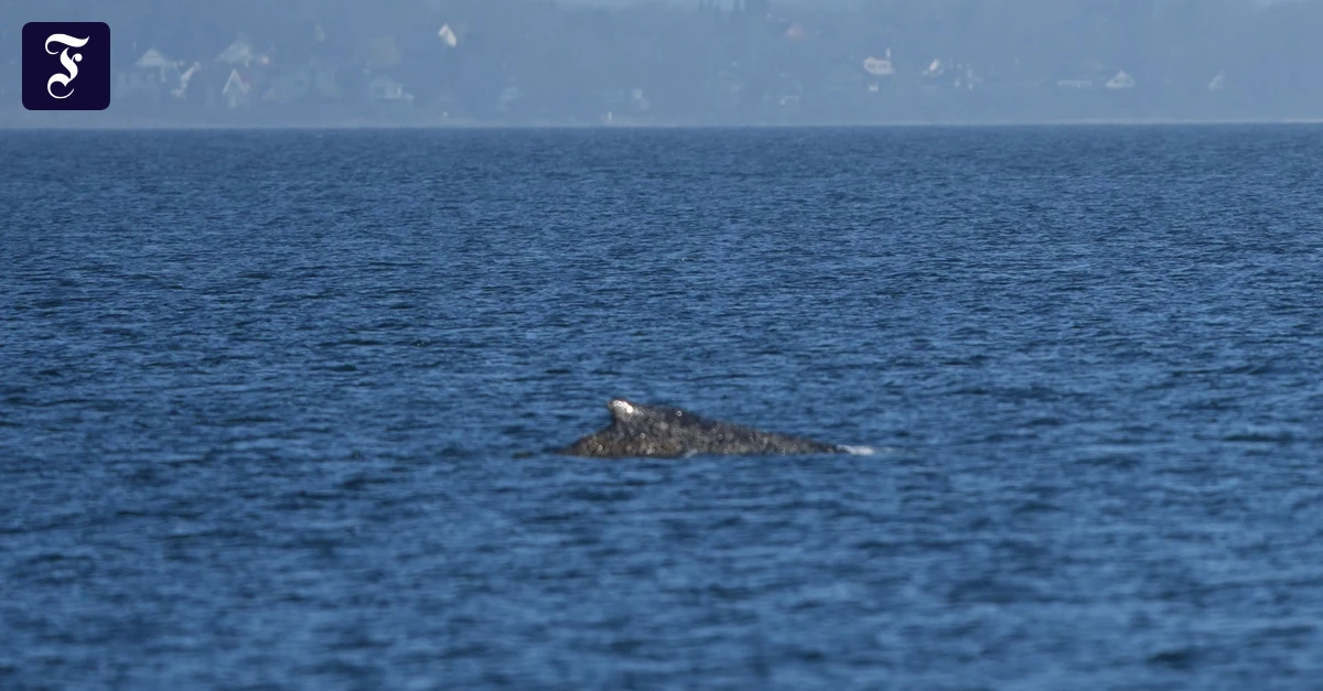 Verirrter Meeressäuger: Der Wal ist motiviert!