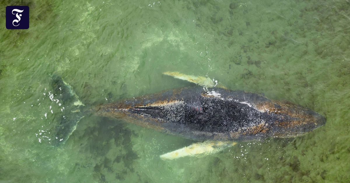 WISMARBUCHT: Buckelwal befreit sich von Sandbank
