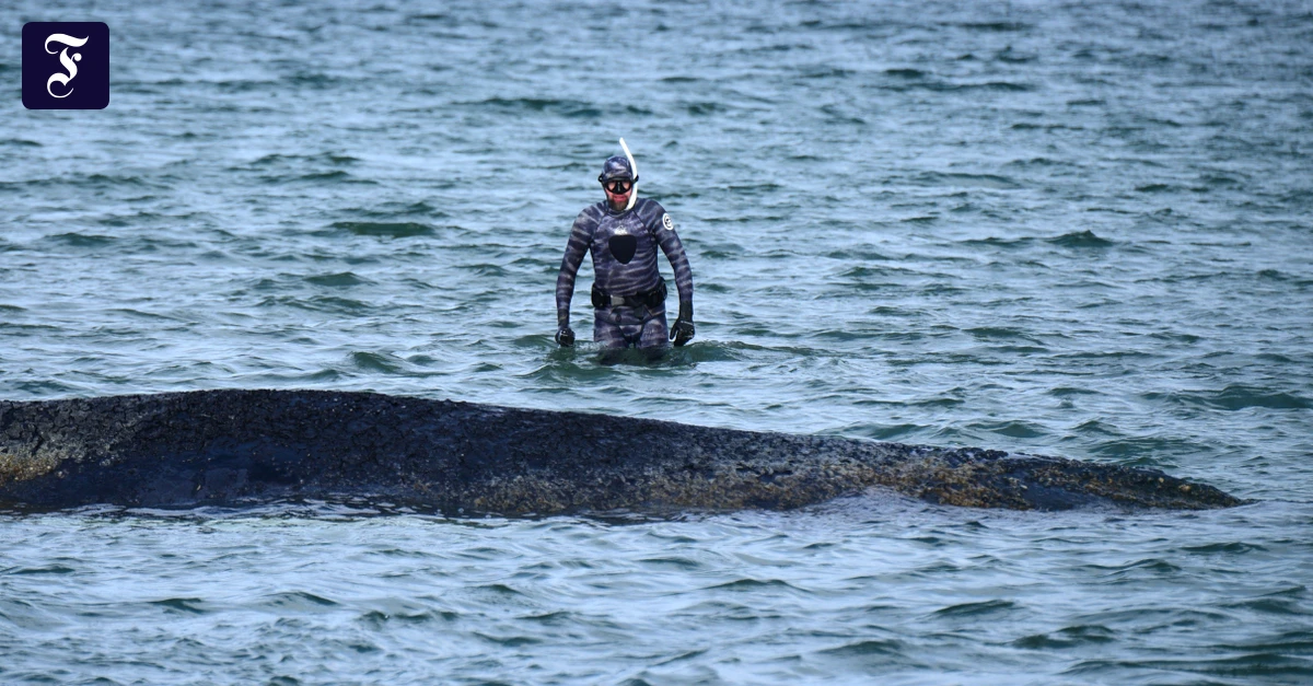 Gestrandeter Wal: „Wir hoffen, dass das Tier kluge Entscheidungen trifft“