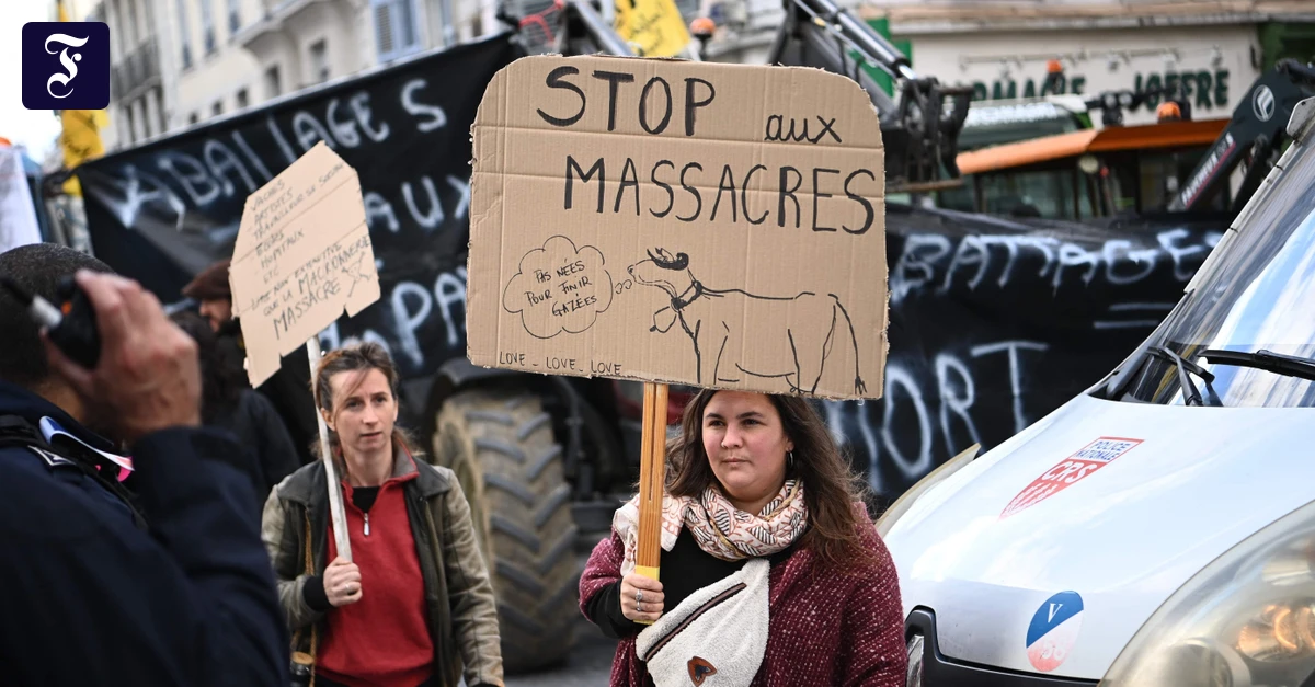 Rinderkrankheit in Frankreich: Landwirte protestieren gegen  Tötung von Tierbeständen
