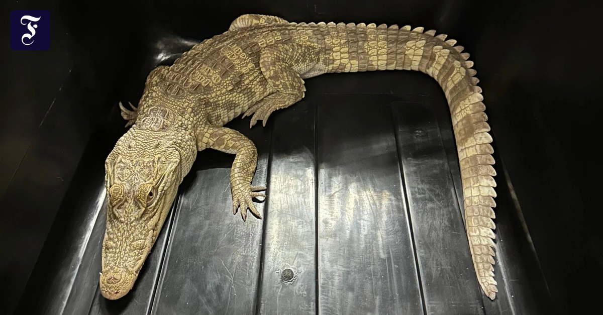 HOngkong: Krokodil in Wohnung gehalten – Frau festgenommen