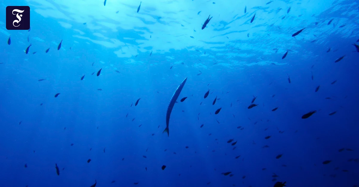 -berraschende-Bilanz-Ozeane-heizen-im-Rekordtempo-auf