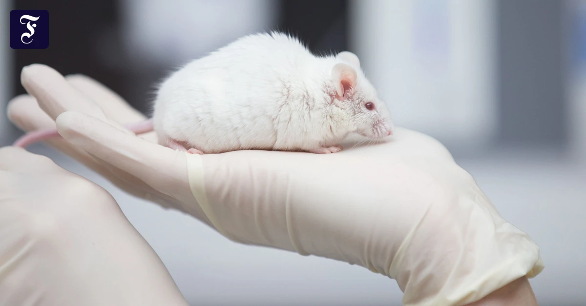 Bluttest aus Marburg: Weniger Stress für Labormäuse