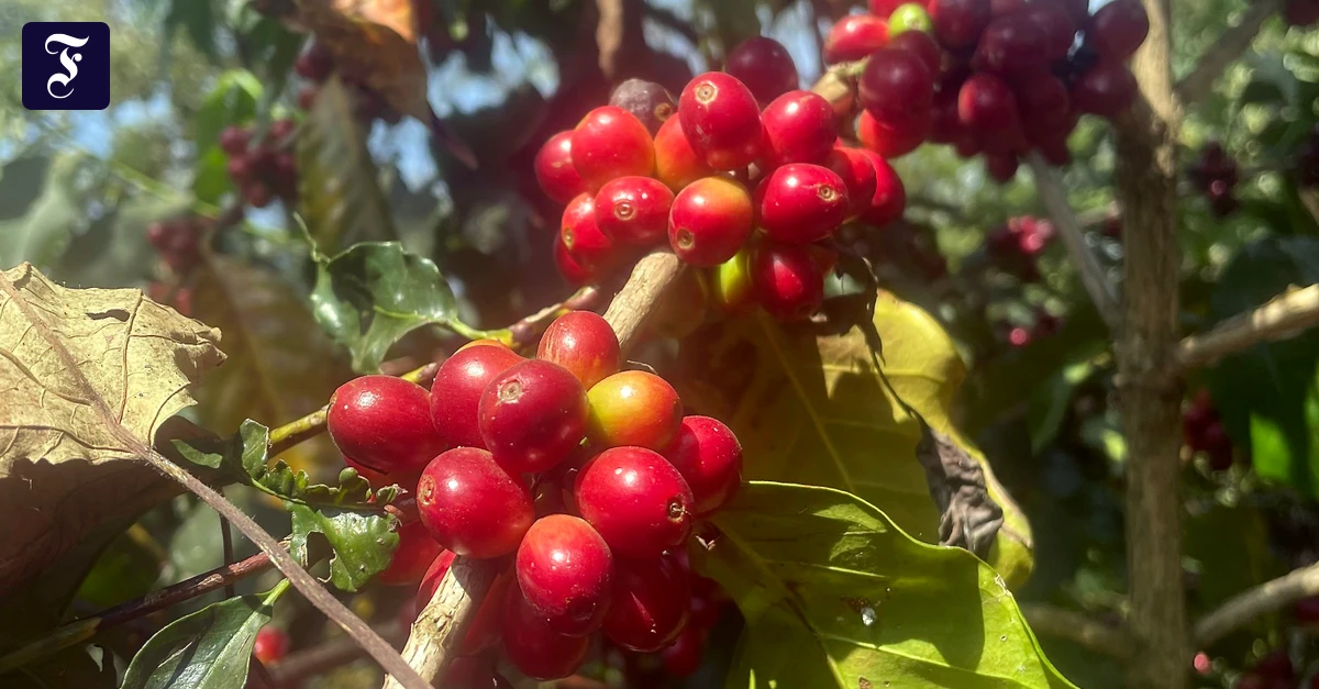 EU-Gesetzgebung: Muss Europa bald ohne Kaffee aus Äthiopien auskommen?