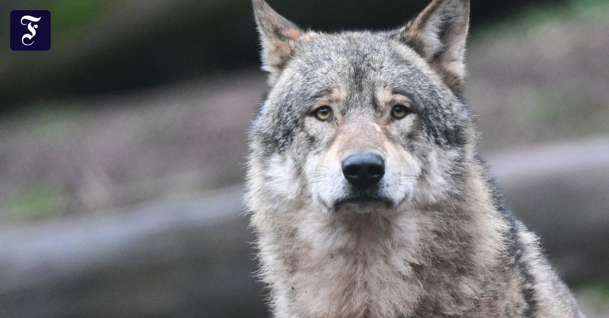 Rhein-Main-Feierabendbriefing: Naturschützer klagen gegen Wolfsmanagement