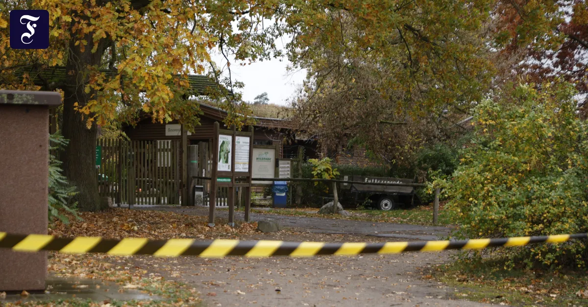In Brandenburger Wildpark: Wolf greift Mädchen an – schwer verletzt