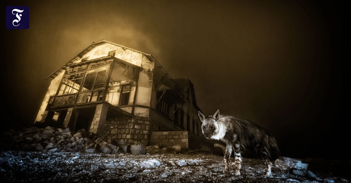 Seltene-Aufnahmen-Die-Hy-ne-aus-der-Geisterstadt