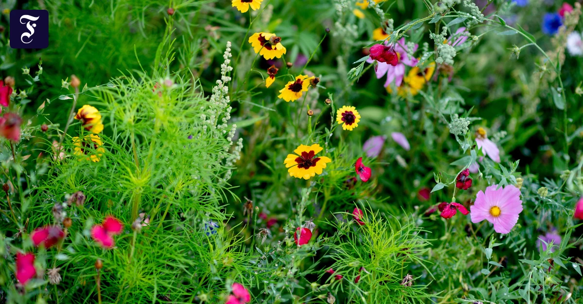 BotANIK-kOLUMNE: Kontrollverlust im Blumenbeet