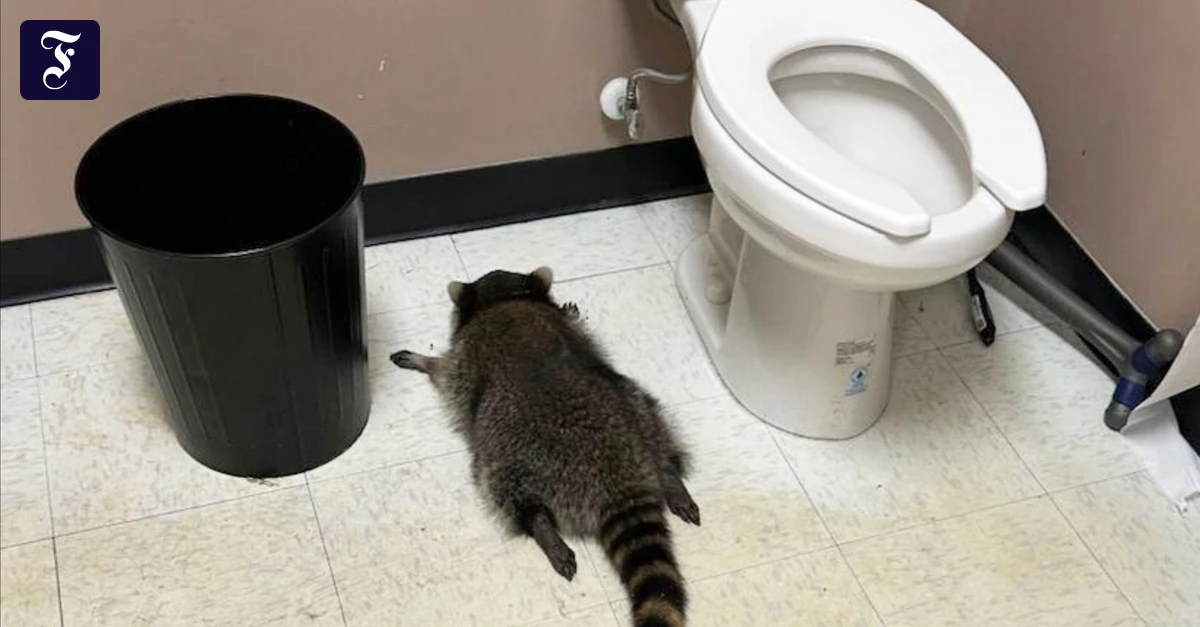 usa-frau-findet-betrunkenen-waschb-ren-in-ihrem-spirituosen-laden