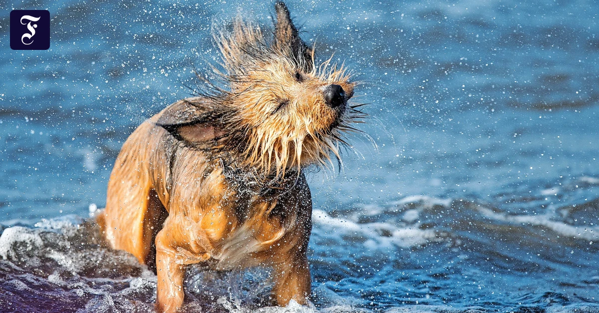 犬の飼い主が旅行する際に考慮すべきこと