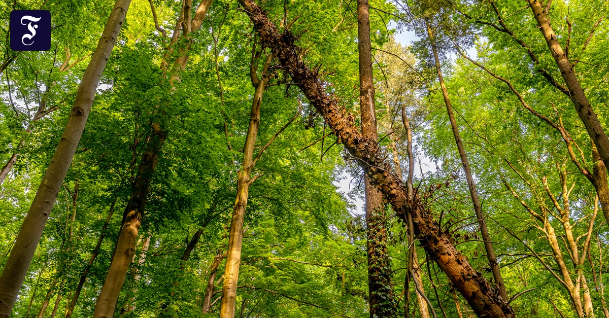 Umstürzende Bäume: Das Risiko steigt nicht nur im Wald