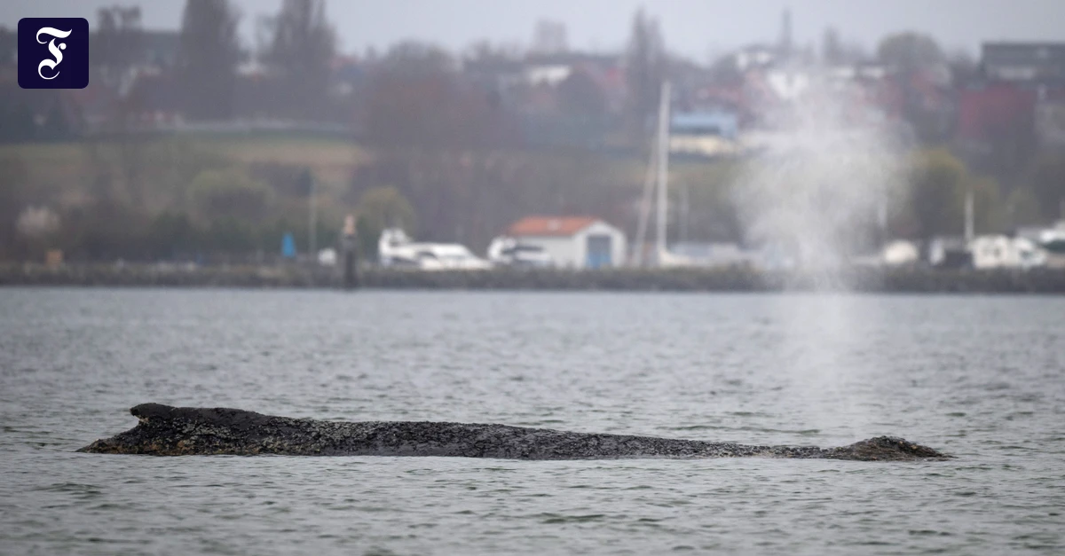 Wismarbucht: Zustand des Buckelwals in der Ostsee hat sich verschlechtert
