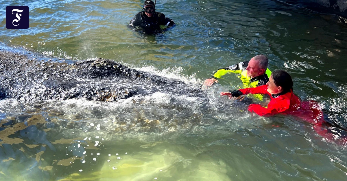 Humpback Whale Rescue: Convoy Resumes Journey to North Sea After Weather Delay