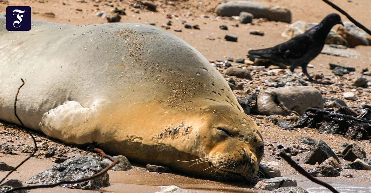 Italien-Seltene-M-nchsrobbe-sorgt-f-r-Debatten-an-der-Adria