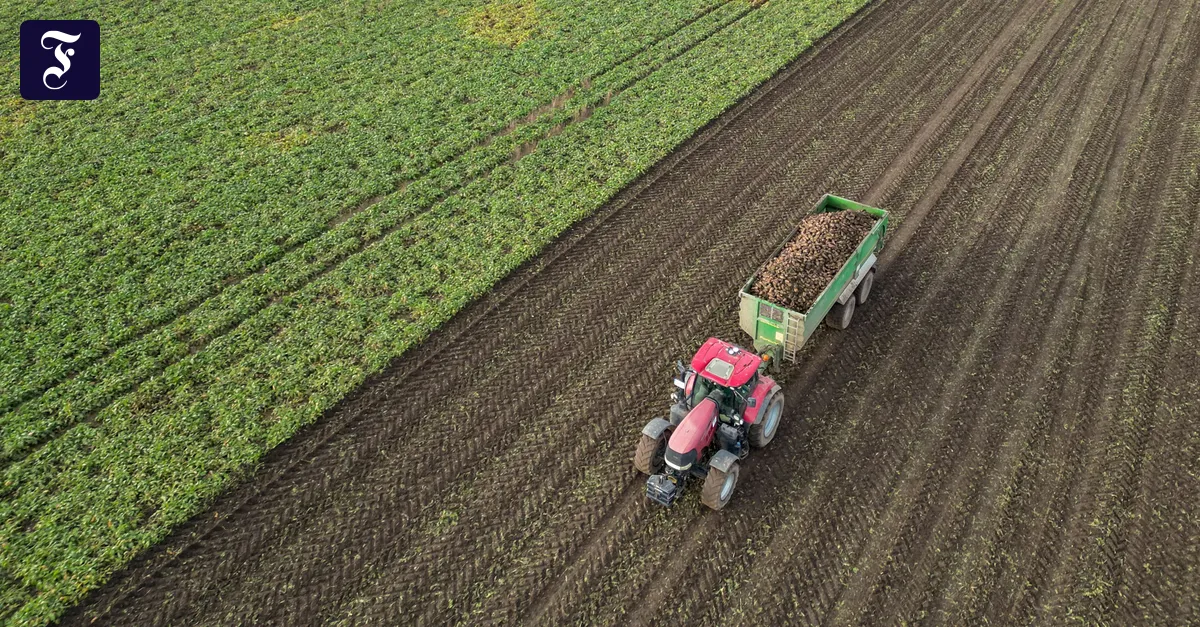 Tanken mit Kraftstoff E20: Biosprit soll gegen hohe Ölpreise helfen