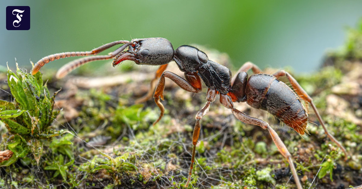 In Stuttgart nachgewiesen: Neue invasive Ameise kann Allergien verursachen
