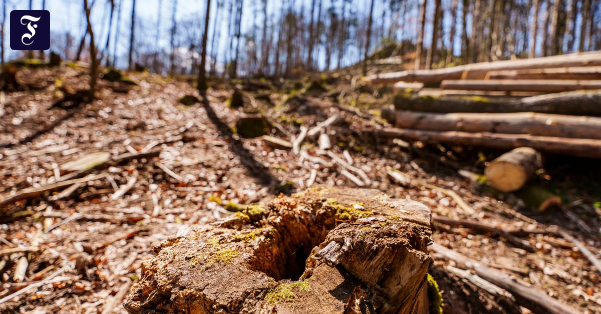Verschoben-auf-2027-EU-einigt-sich-auf-abgeschw-chtes-Waldschutzgesetz