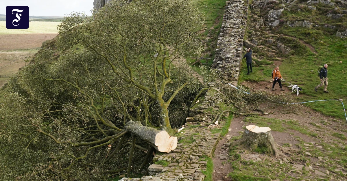 Mutwillig-gef-llt-So-lebt-der-Robin-Hood-Baum-weiter