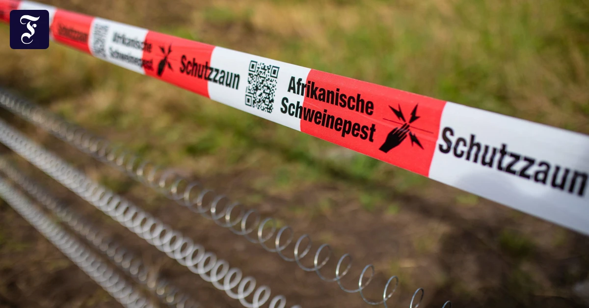 African Swine Fever Returns to Southern Hesse: Vandalized Fences Undermine Containment Efforts in Bergstraße District