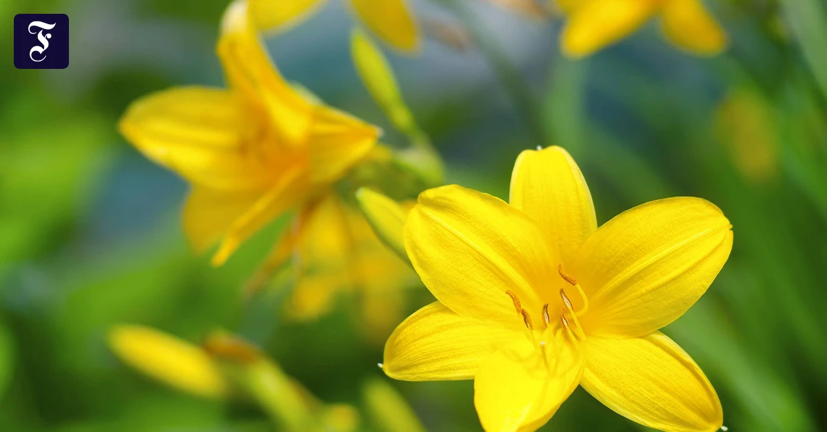 Gelbe Blumen im Garten: Aufdringlich frhlich? | FAZ
